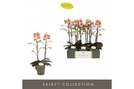 Phalaenopsis multiflora geel Optimost Belle Helene 2 spike 25 bl. 2 ta