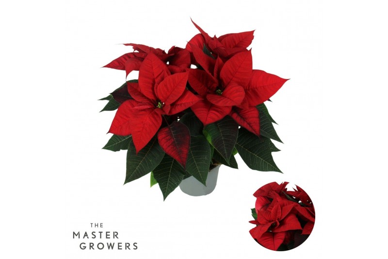Euphorbia pul. freya Poinsettia Freya Red 13cm 4 bloem4 bl. 