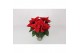 Euphorbia pul. freya Poinsettia Freya Red 13cm 4 bloem4 bl. 