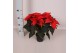Euphorbia pul. freya Poinsettia Freya Red 13cm 4 bloem4 bl. 