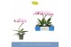 Phalaenopsis roze Balletto Curl 1 spike9 bl. 1 tak/plnt 