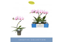 Phalaenopsis roze Balletto Curl 1 spike9 bl. 1 tak/plnt