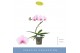 Phalaenopsis roze Balletto Curl 1 spike9 bl. 1 tak/plnt 