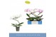 Phalaenopsis mix Balletto Mix 1 spike9 bl. 1 tak/plnt 