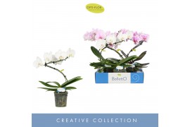 Phalaenopsis mix Balletto Mix 1 spike9 bl. 1 tak/plnt
