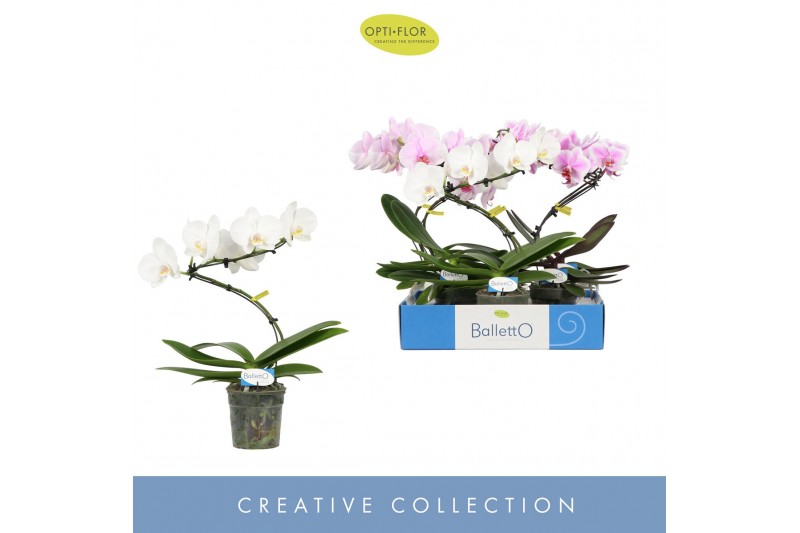 Phalaenopsis mix Balletto Mix 1 spike9 bl. 1 tak/plnt 