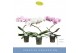 Phalaenopsis mix Balletto Mix 1 spike9 bl. 1 tak/plnt 