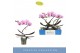 Phalaenopsis Balletto Spinturn 1 spike9 bl. 1 tak/plnt 