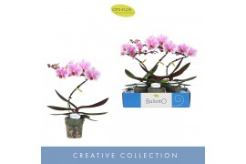 Phalaenopsis Balletto Spinturn 1 spike9 bl. 1 tak/plnt