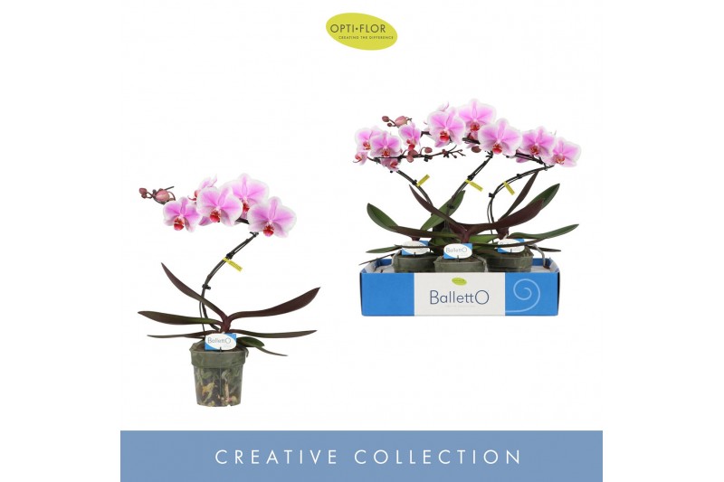Phalaenopsis Balletto Spinturn 1 spike9 bl. 1 tak/plnt 
