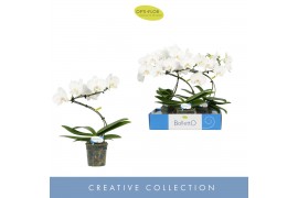 Phalaenopsis anthura madrid Balletto Wing 1 spikebl.  tak/plnt