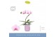 Phalaenopsis roze Balletto Curl 1 spike in Molise Lilac Aquo9 bl. 1 ta 