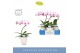 Phalaenopsis roze Balletto Curl 1 spike in Emilia White Aquo 9 bl. 1 t 
