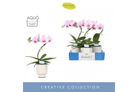 Phalaenopsis roze Balletto Curl 1 spike in Emilia White Aquo 9 bl. 1 t