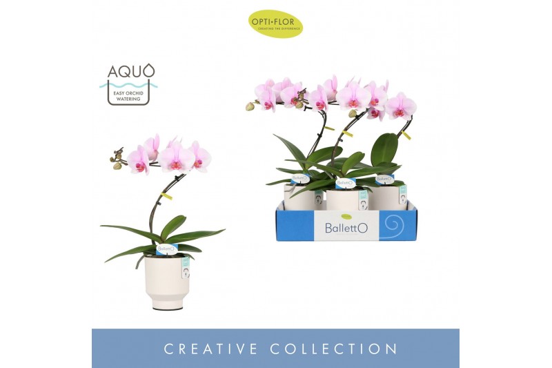 Phalaenopsis roze Balletto Curl 1 spike in Emilia White Aquo 9 bl. 1 t 