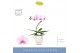 Phalaenopsis roze Balletto Curl 1 spike in Emilia White Aquo 9 bl. 1 t 
