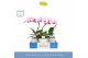Phalaenopsis roze Balletto Curl 1 spike in Emilia White Aquo 9 bl. 1 t 