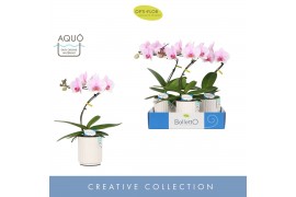 Phalaenopsis roze Balletto Curl 1 spike in Molise White Aquo 9 bl. 1 t