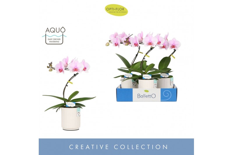 Phalaenopsis roze Balletto Curl 1 spike in Molise White Aquo 9 bl. 1 t 