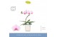 Phalaenopsis roze Balletto Curl 1 spike in Molise White Aquo 9 bl. 1 t 