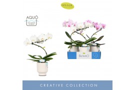 Phalaenopsis mix Balletto Mix 1 spike in Emilia White Aquo 9 bl. 1 tak