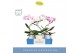 Phalaenopsis mix Balletto Mix 1 spike in Emilia White Aquo 9 bl. 1 tak 