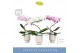 Phalaenopsis mix Balletto Mix 1 spike in Emilia White Aquo 9 bl. 1 tak 