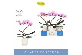 Phalaenopsis Balletto Spinturn 1 spike in Emilia White Aquo 9 bl. 1 ta