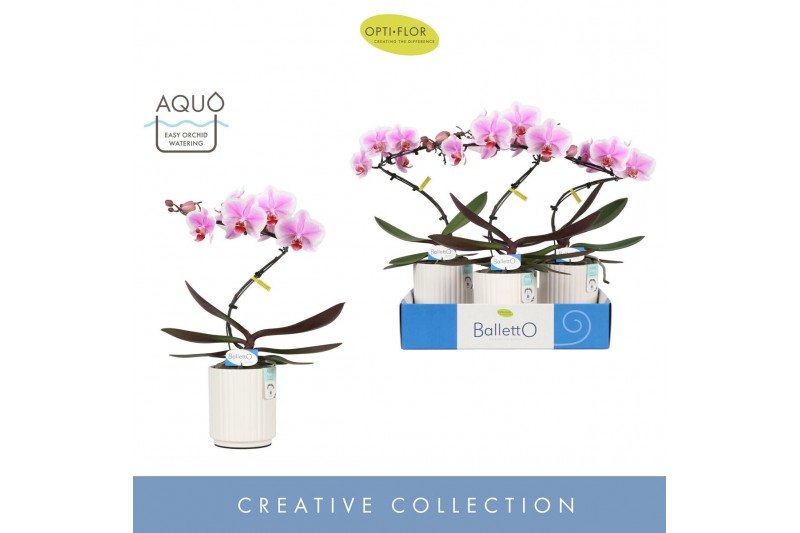 Phalaenopsis Balletto Spinturn 1 spike in Molise White Aquo 9 bl. 1 ta 