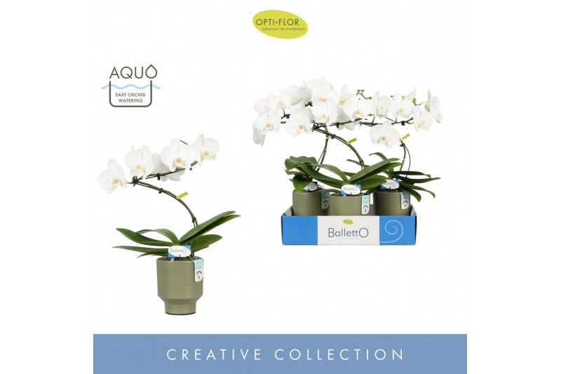 Phalaenopsis wit Balletto Wing 1 spike in Emilia Green Aquo 9 bl. 1 ta 