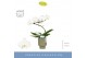 Phalaenopsis wit Balletto Wing 1 spike in Emilia Green Aquo 9 bl. 1 ta 