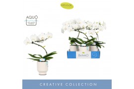 Phalaenopsis wit Balletto Wing 1 spike in Emilia White Aquo 9 bl. 1 ta