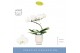 Phalaenopsis wit Balletto Wing 1 spike in Emilia White Aquo 9 bl. 1 ta 