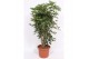 Schefflera arboricola compacta Schefflera arboricola Compacta1 pp 