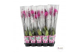 Phalaenopsis paars Phalaenopsis Paars - 1tak 80cm A2 6 bl. 1 tak/plnt