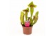 Sarracenia Sarracenia Fon 