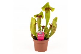 Sarracenia Sarracenia Fon