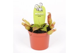 Nepenthes Nepenthes gaya