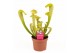 Sarracenia Sarracenia Hammerhead 