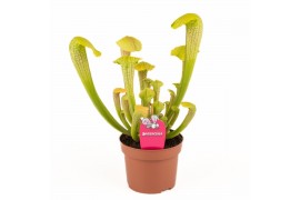 Sarracenia Sarracenia Hammerhead