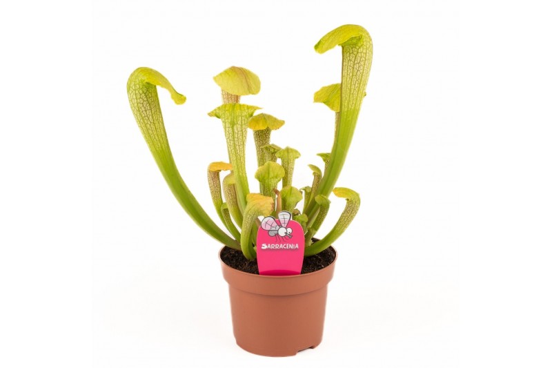 Sarracenia Sarracenia Hammerhead 