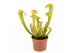 Sarracenia Sarracenia Hammerhead 