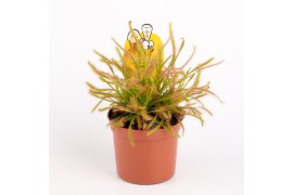 Drosera Drosera capensis