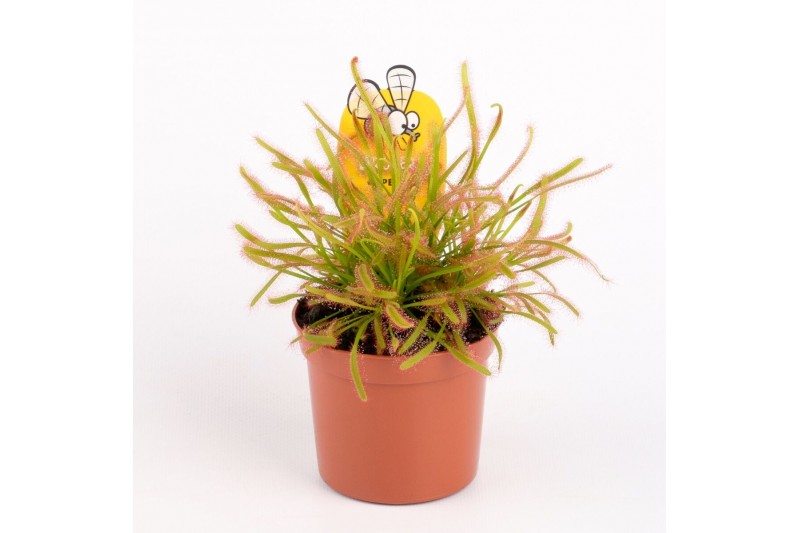 Drosera Drosera capensis 