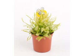 Drosera Drosera capensis alba