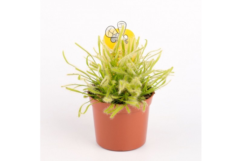 Drosera Drosera capensis alba 