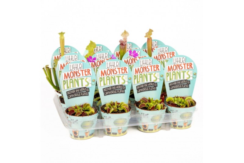 Vleesetende planten Little Monster Plants LOS 