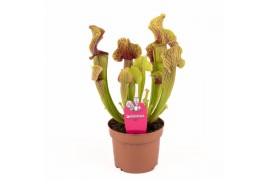 Sarracenia Sarracenia Ray