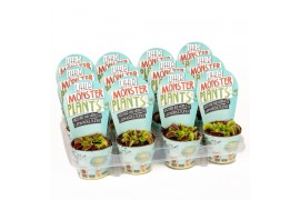 Vleesetende planten Little Monster Plants Dionaea LOS