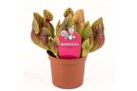 Sarracenia Sarracenia Hans